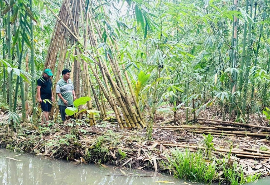 bamboo